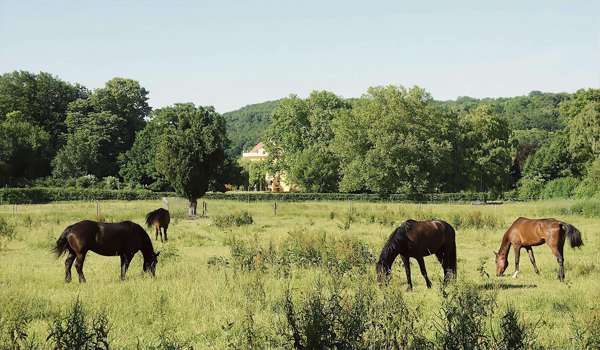 pferde auf weide wasserburg